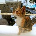 Mykonos Katzen (132)